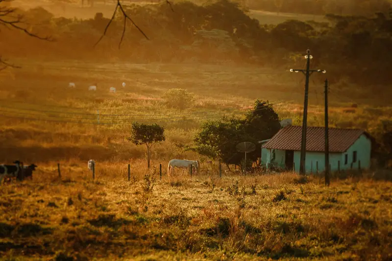 Golden pasture and a small farmhouse in Central Texas