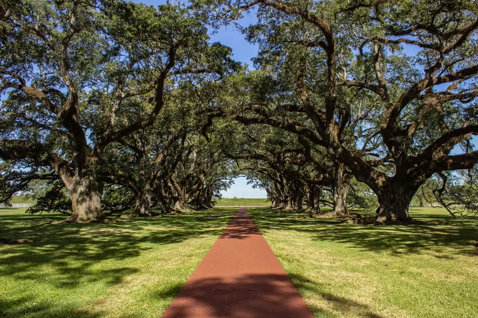 Live oak trees arching over a brick path in Central Texas
